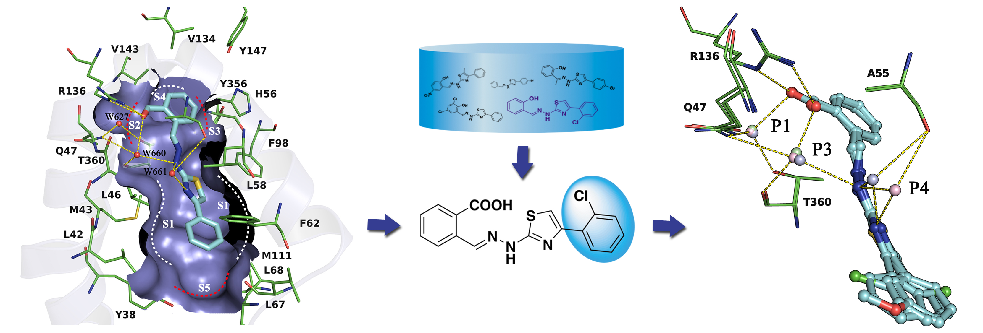 Rational Design of Potent Inhibitors of hDHODH with in Vivo Anti-arthritic Activity